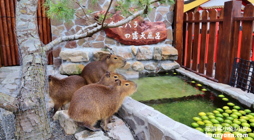 宜蘭景點｜張美阿嬤農場