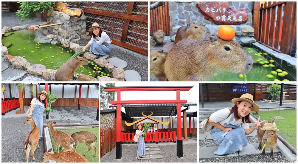 宜蘭新景點》跟可愛小鹿互動！張美阿嬤農場，餵梅花鹿、拔紅蘿蔔超有趣～