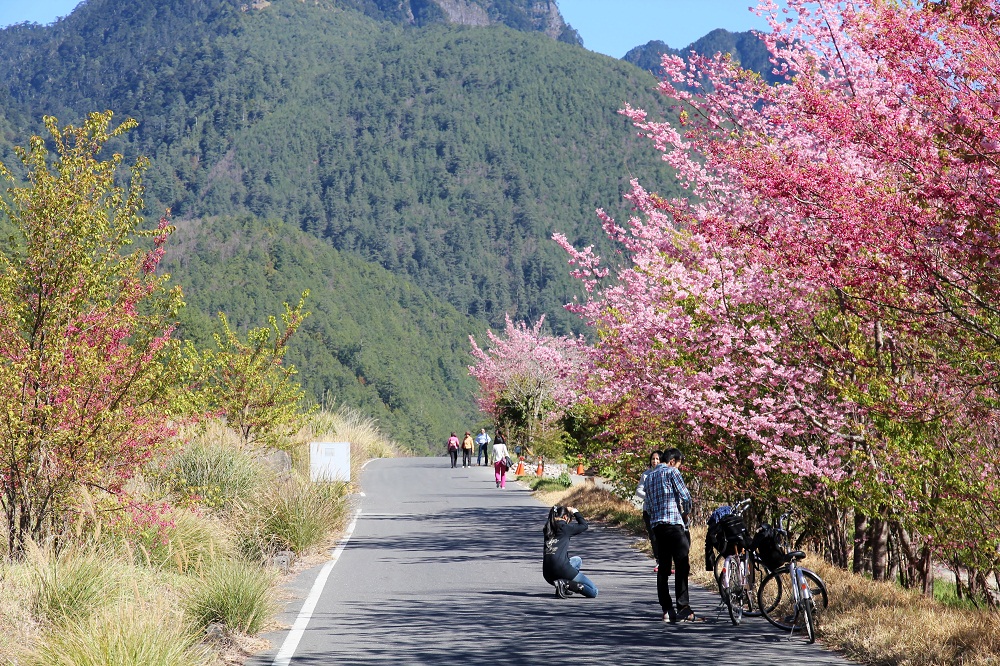 【武陵農場】櫻花季攻略，農場住宿、景點攻略懶人包