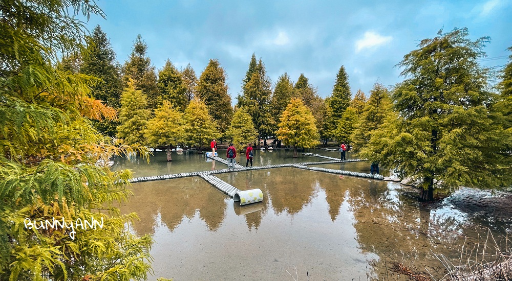 后里景點｜泰安落羽松