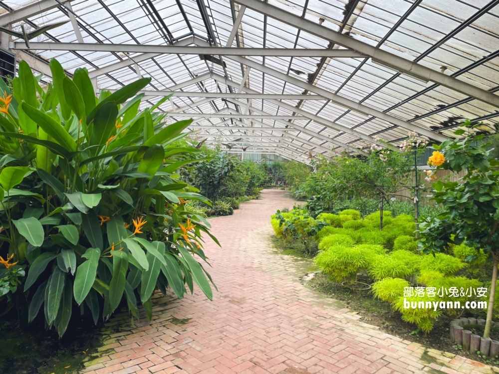古坑「蘿莎玫瑰山莊」漫遊浪漫玫瑰花園，環境、停車、必買推薦攻略。