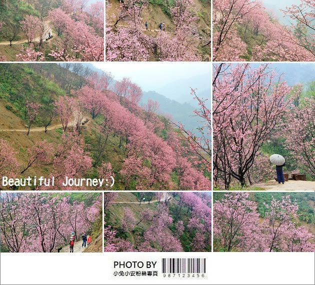 『新北櫻花季』三峽熊空櫻花林，粉嫩櫻花山谷追櫻趣！ @小兔小安*旅遊札記