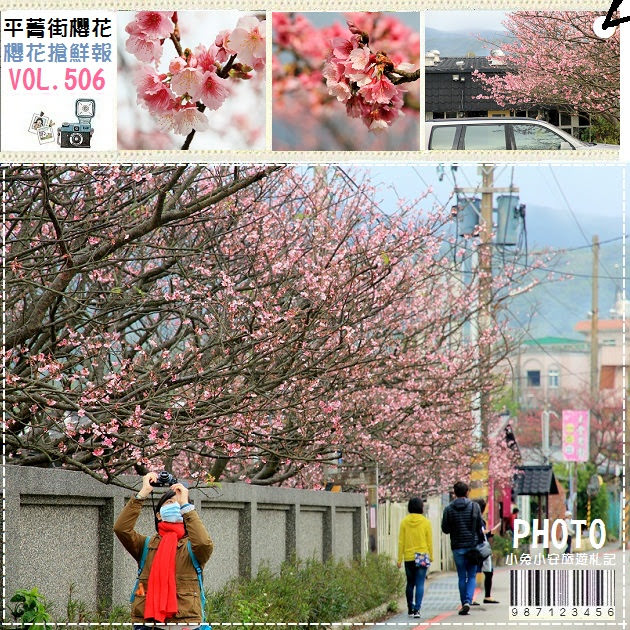 『台北景點』2017平菁街42巷櫻花綻放，粉嫩櫻花搶鮮報～ @小兔小安*旅遊札記