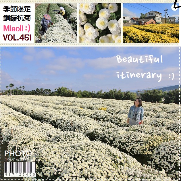 『苗栗』銅鑼九湖村杭菊花田，像棉花球一樣的杭菊～ @小兔小安*旅遊札記