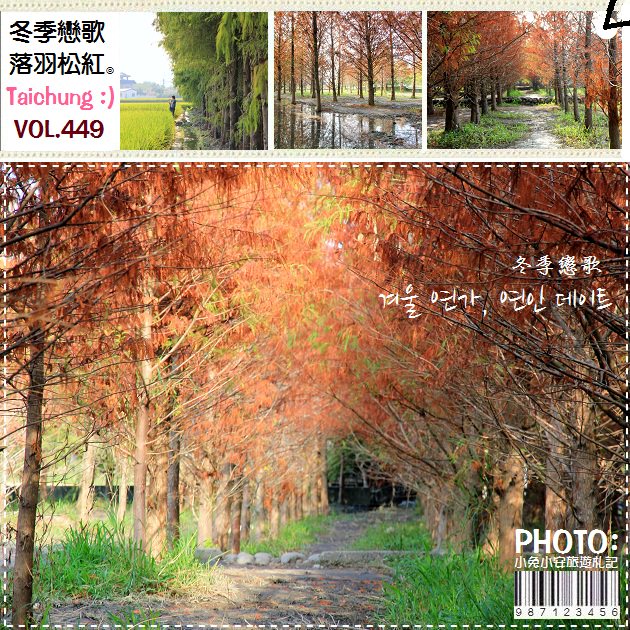 『冬季戀歌』霧峰落羽松，來自北國的浪漫約會之地～ @小兔小安*旅遊札記