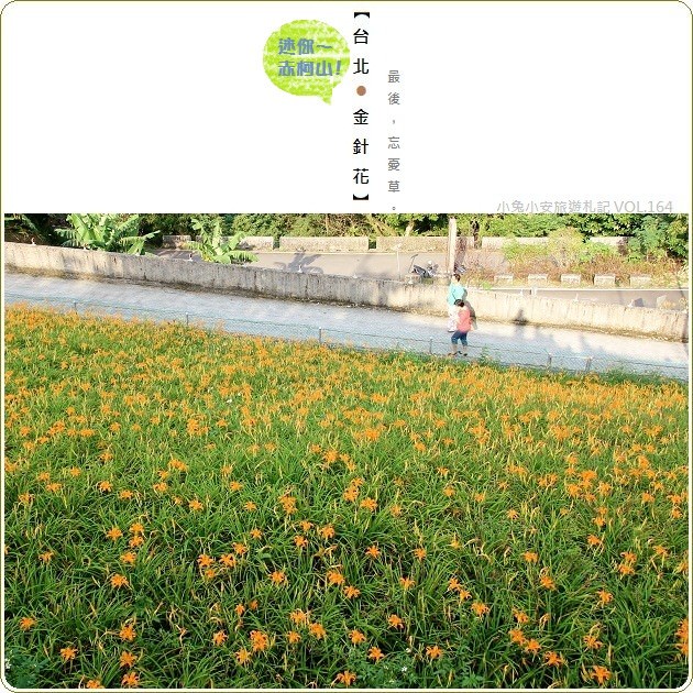 『台北木柵』老泉里縮小版赤柯山金針花海。(2014/09/30花況) @小兔小安*旅遊札記