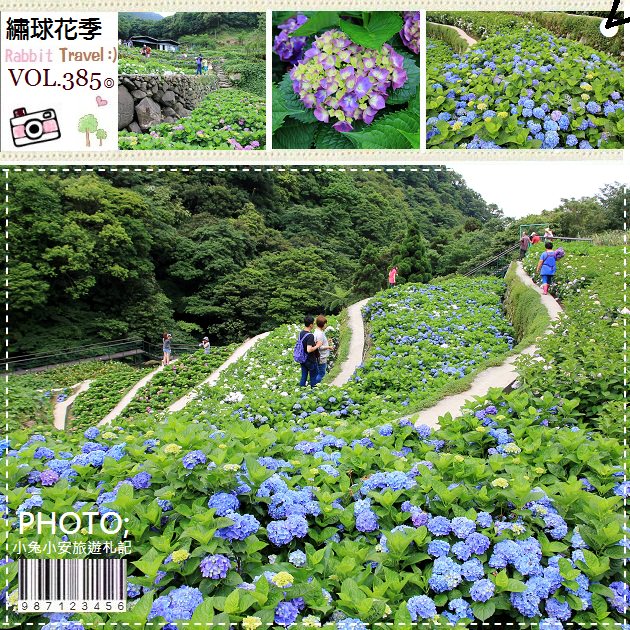 『陽明山花季』竹子湖大梯田，最美繡球花海綻放中! @小兔小安*旅遊札記