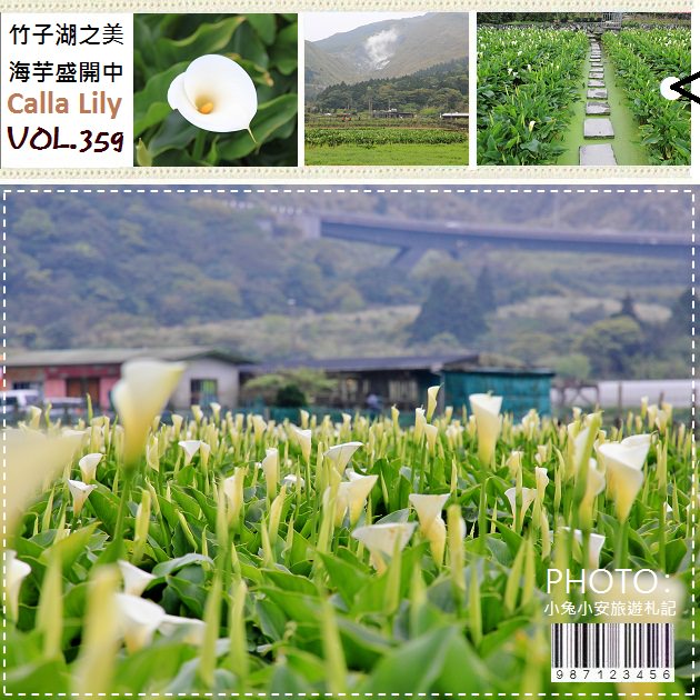 『竹子湖』潔白海芋盛開中，親子同遊陽明山採海芋吧! @小兔小安*旅遊札記