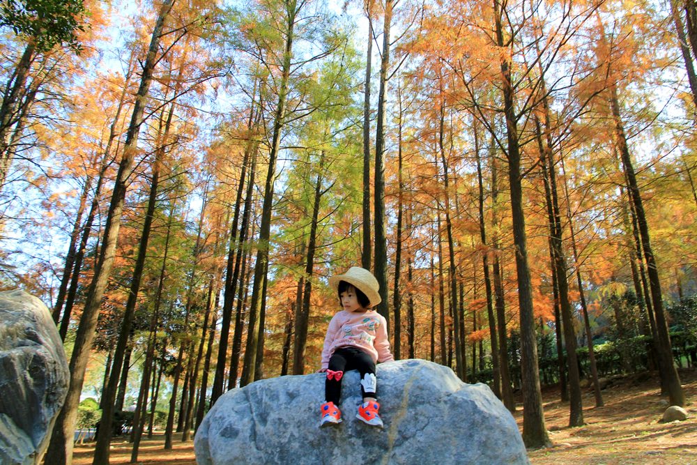 落羽松秘境 | 如光山寺池杉林浪漫橘紅小徑，我們一起在森林散步吧！