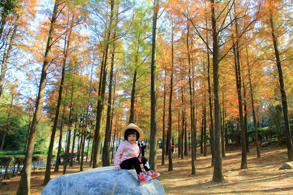 落羽松秘境 | 如光山寺池杉林浪漫橘紅小徑，我們一起在森林散步吧！