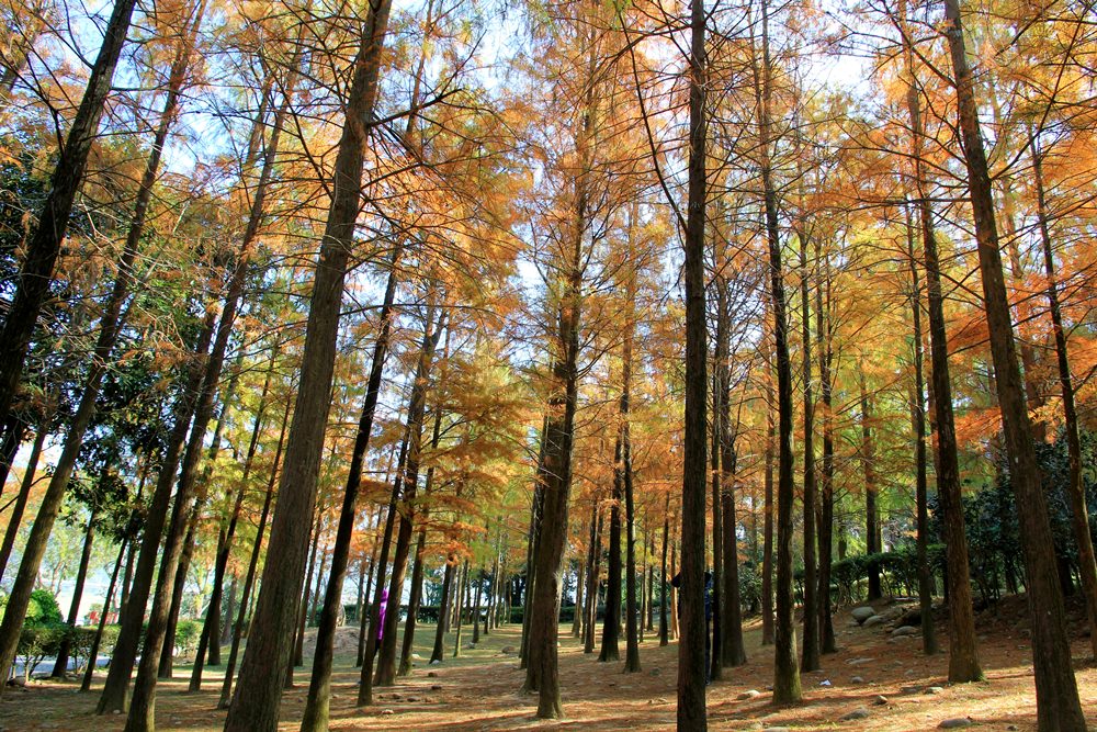 落羽松秘境 | 如光山寺池杉林浪漫橘紅小徑，我們一起在森林散步吧！