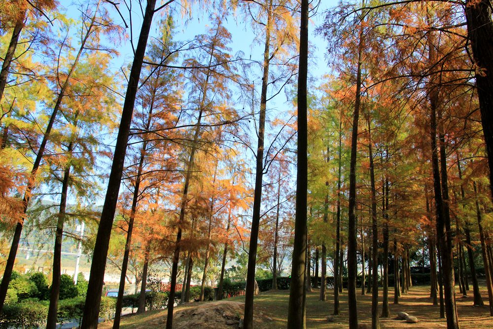 落羽松秘境 | 如光山寺池杉林浪漫橘紅小徑，我們一起在森林散步吧！