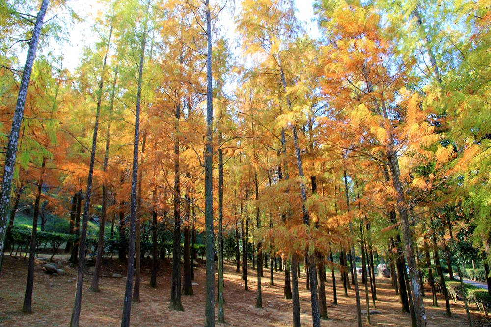 落羽松秘境 | 如光山寺池杉林浪漫橘紅小徑，我們一起在森林散步吧！