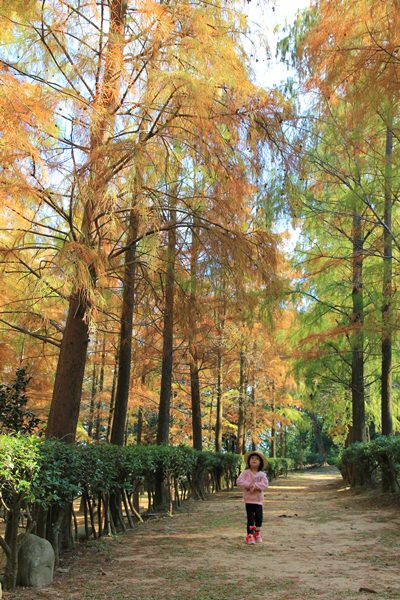 落羽松秘境 | 如光山寺池杉林浪漫橘紅小徑，我們一起在森林散步吧！