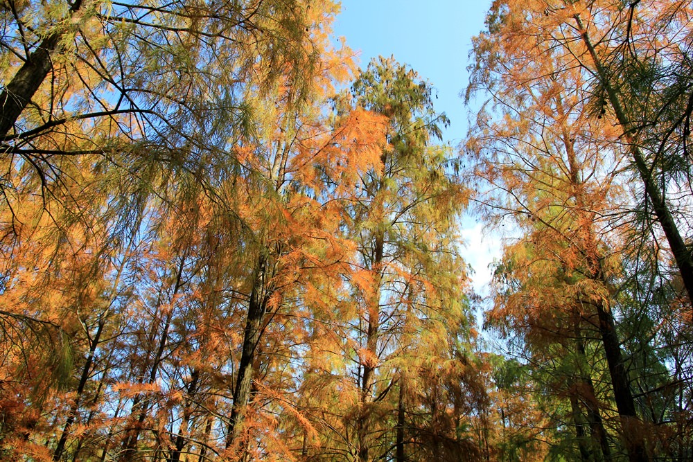 落羽松秘境 | 如光山寺池杉林浪漫橘紅小徑，我們一起在森林散步吧！