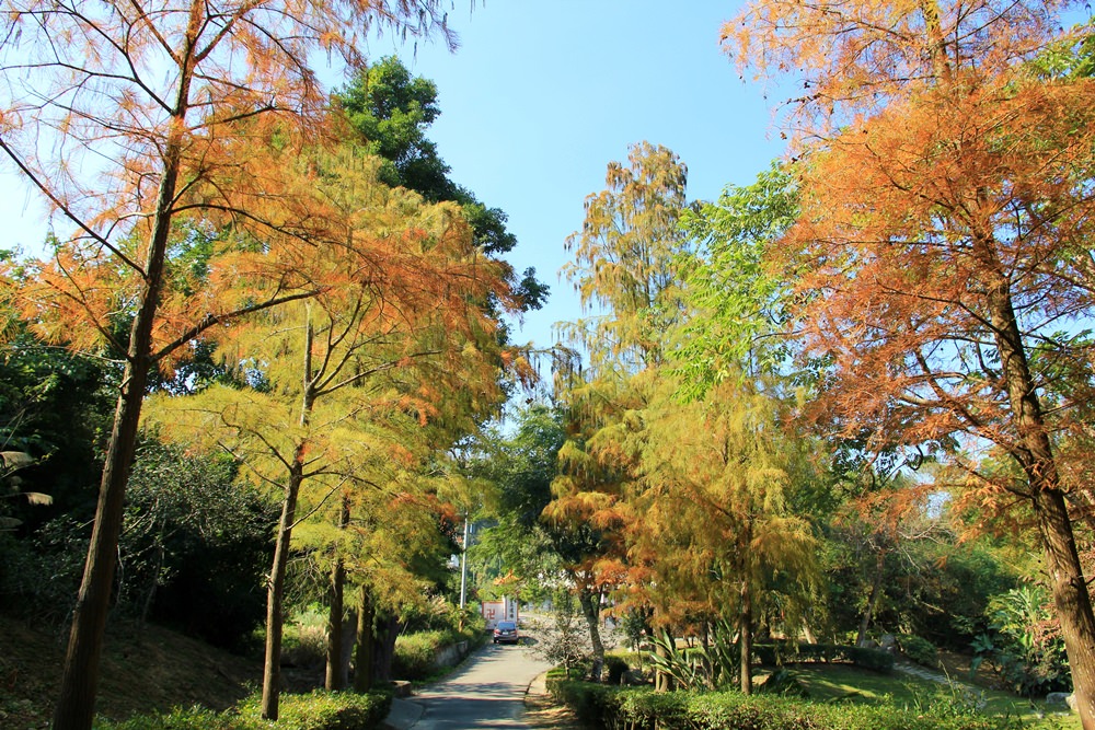 落羽松秘境 | 如光山寺池杉林浪漫橘紅小徑，我們一起在森林散步吧！
