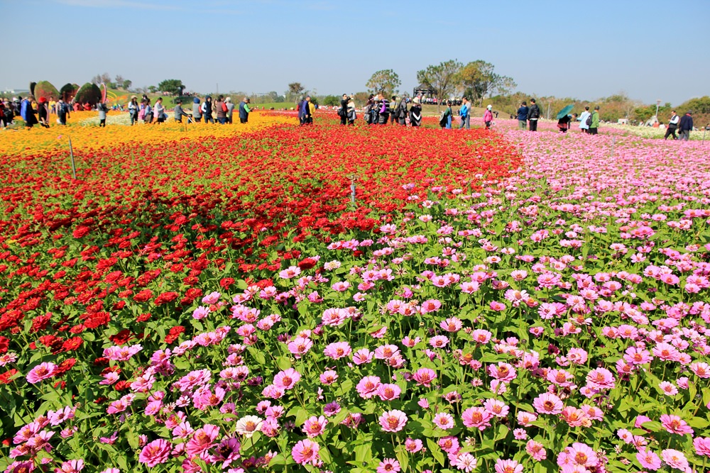 台中2017后里花毯節 | 走進美麗繽紛花卉地毯賞花趣~