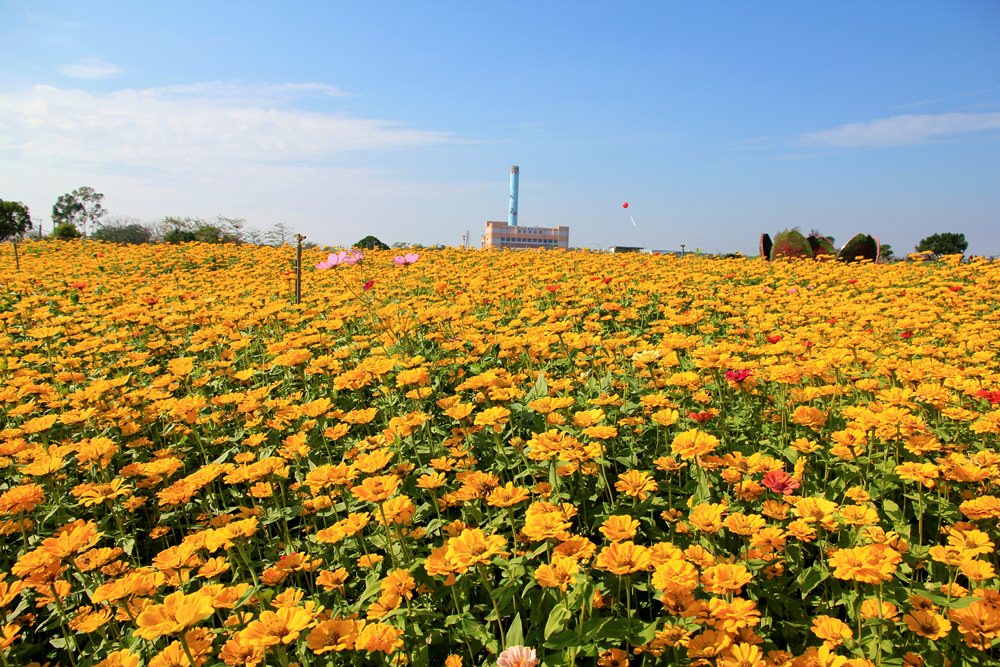 台中2017后里花毯節 | 走進美麗繽紛花卉地毯賞花趣~