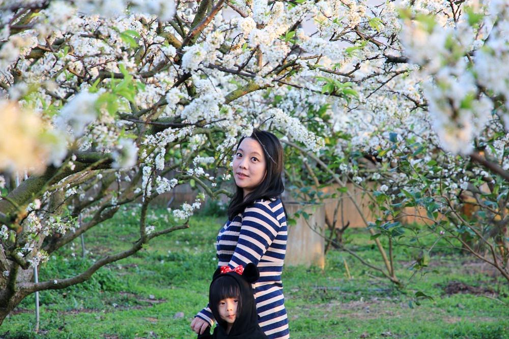 台中賞花秘境 | 豐原公老坪李花雪白世界，季節限定色美到讓人忘記煩憂~