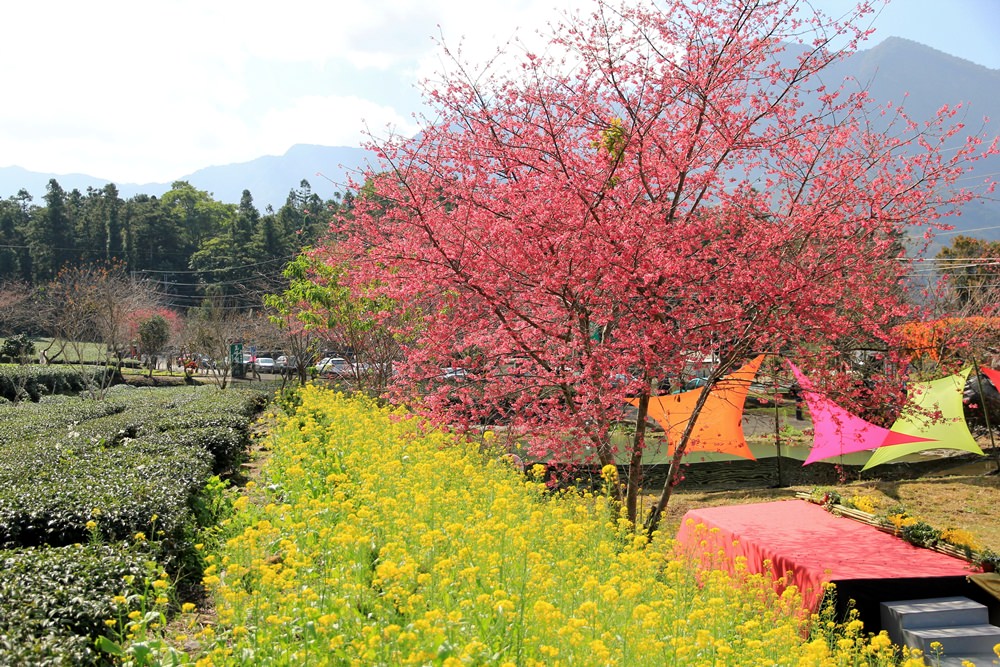 南投櫻花季 | 2018草坪頭櫻花粉紅風暴，秀麗山景與怒放櫻花美到炸～