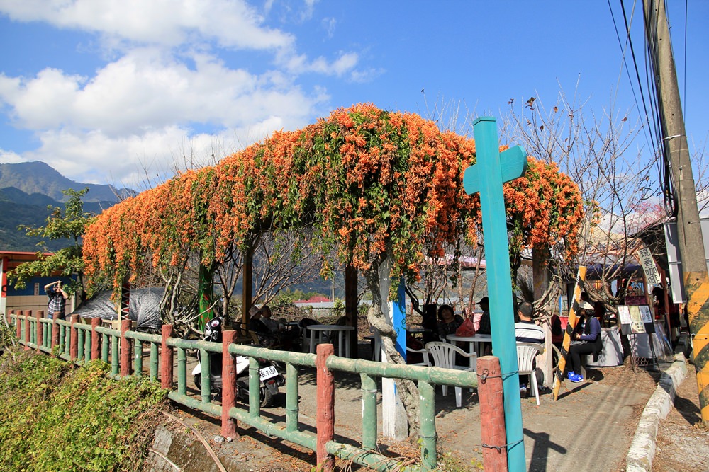 南投櫻花季 | 2018草坪頭櫻花粉紅風暴，秀麗山景與怒放櫻花美到炸～