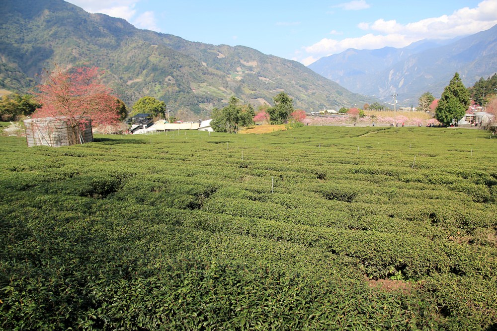 南投櫻花季 | 2018草坪頭櫻花粉紅風暴，秀麗山景與怒放櫻花美到炸～