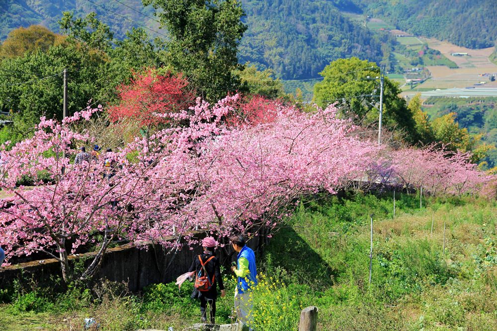 南投櫻花季 | 2018草坪頭櫻花粉紅風暴，秀麗山景與怒放櫻花美到炸～