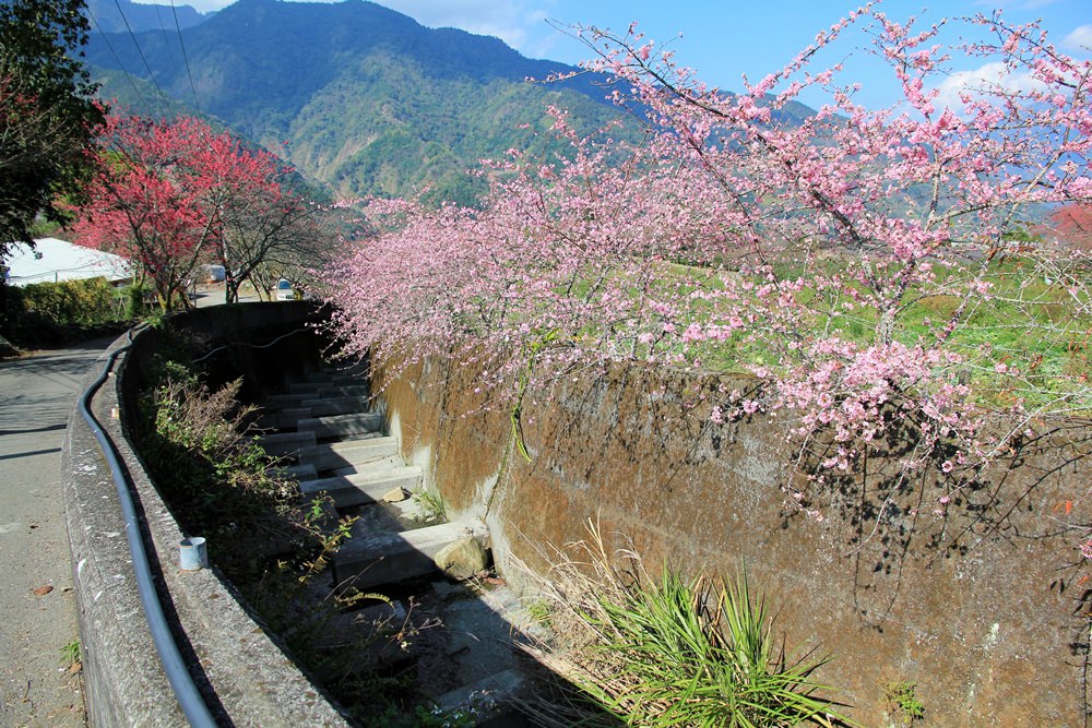 南投櫻花季 | 2018草坪頭櫻花粉紅風暴，秀麗山景與怒放櫻花美到炸～