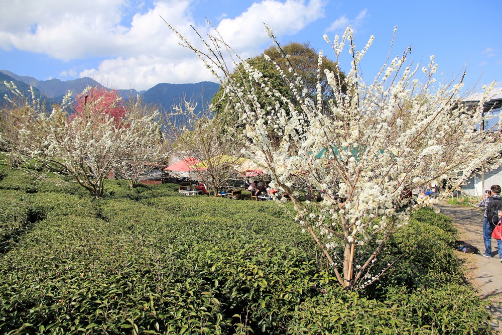 南投櫻花季 | 2018草坪頭櫻花粉紅風暴，秀麗山景與怒放櫻花美到炸～