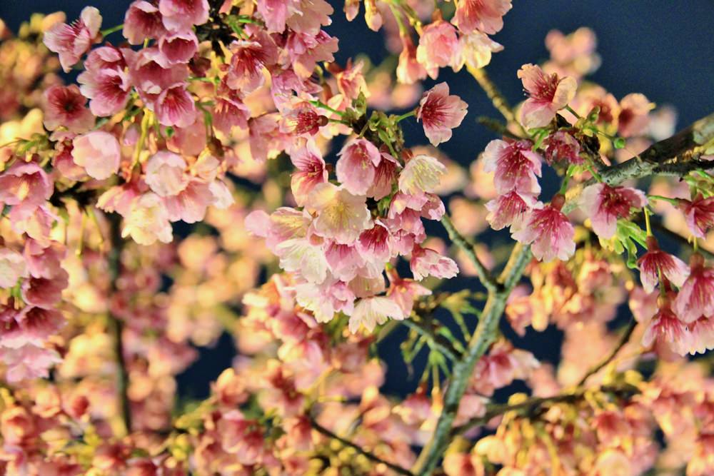台北櫻花季 | 東湖樂活公園夜櫻粉紅風暴，河畔櫻花林越夜越浪漫~