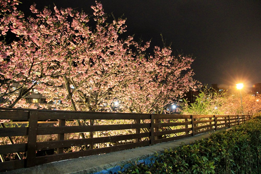 台北櫻花季 | 東湖樂活公園夜櫻粉紅風暴，河畔櫻花林越夜越浪漫~