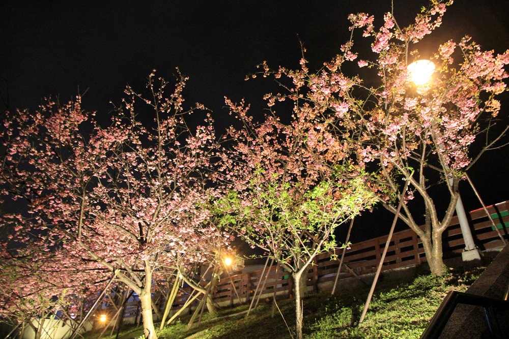 台北櫻花季 | 東湖樂活公園夜櫻粉紅風暴，河畔櫻花林越夜越浪漫~
