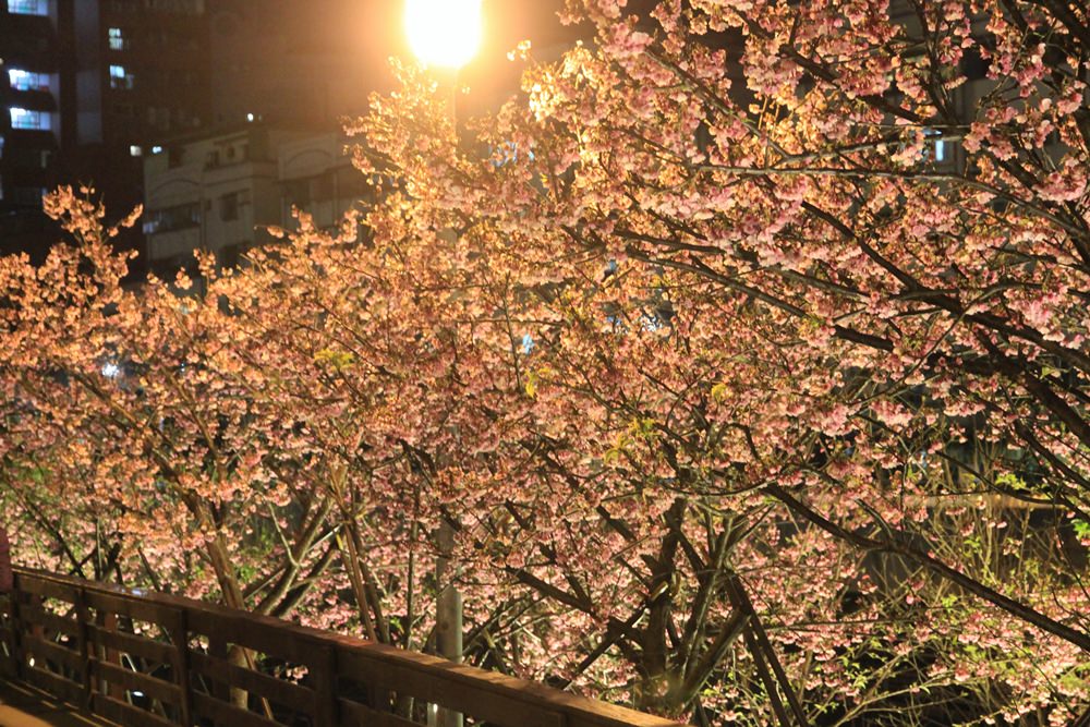 台北櫻花季 | 東湖樂活公園夜櫻粉紅風暴，河畔櫻花林越夜越浪漫~