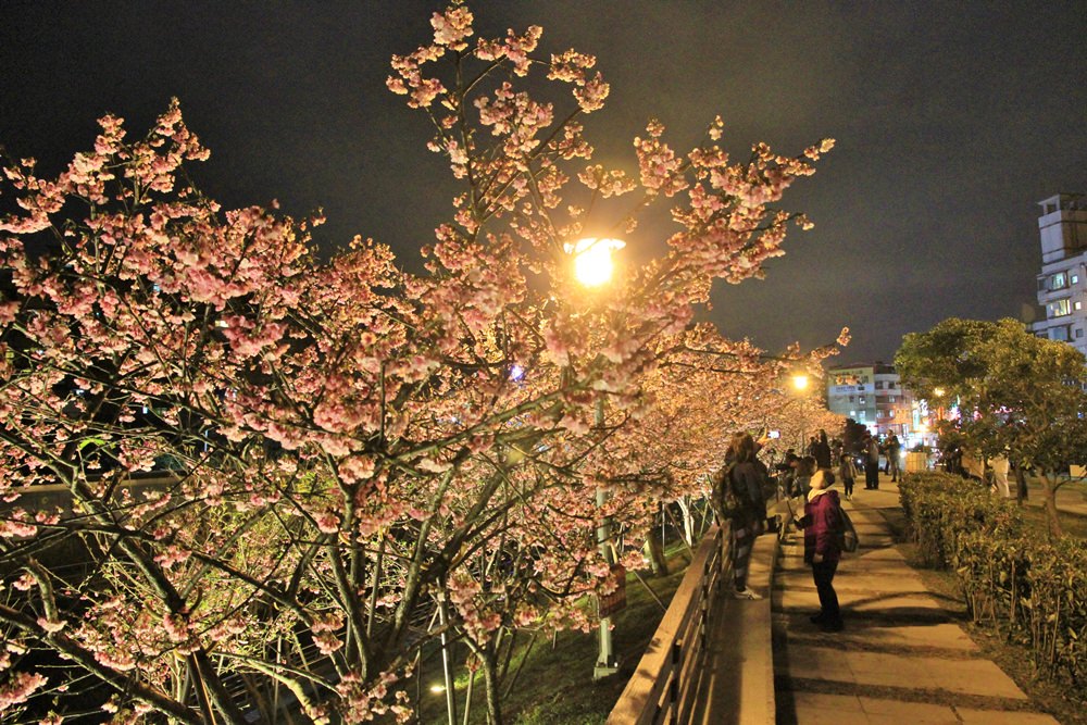 台北櫻花季 | 東湖樂活公園夜櫻粉紅風暴，河畔櫻花林越夜越浪漫~