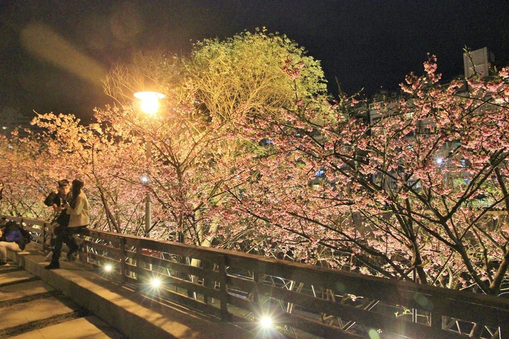 台北櫻花季 | 東湖樂活公園夜櫻粉紅風暴，河畔櫻花林越夜越浪漫~