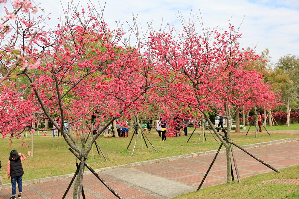 台中櫻花季 | 后里崴立機電粉紅櫻花風暴，千坪櫻花園免費參觀拍照！