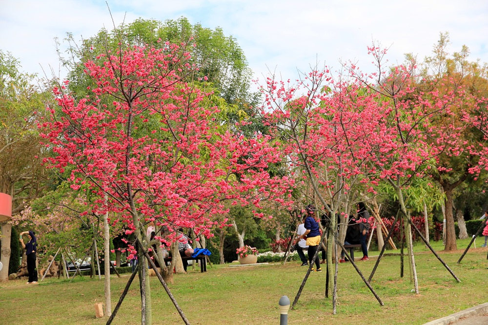 台中櫻花季 | 后里崴立機電粉紅櫻花風暴，千坪櫻花園免費參觀拍照！