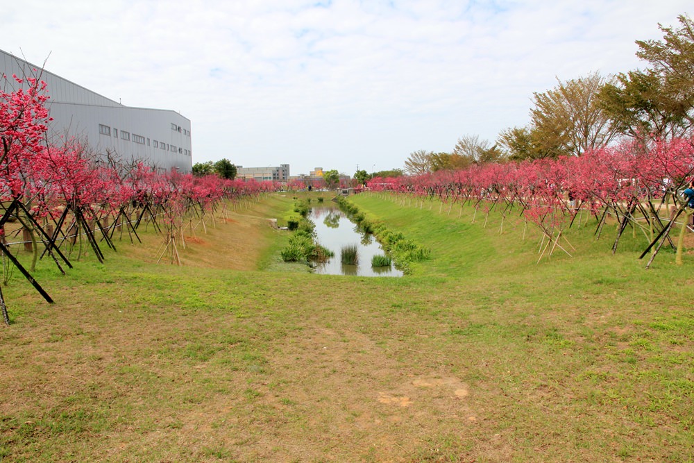 台中櫻花季 | 后里崴立機電粉紅櫻花風暴，千坪櫻花園免費參觀拍照！