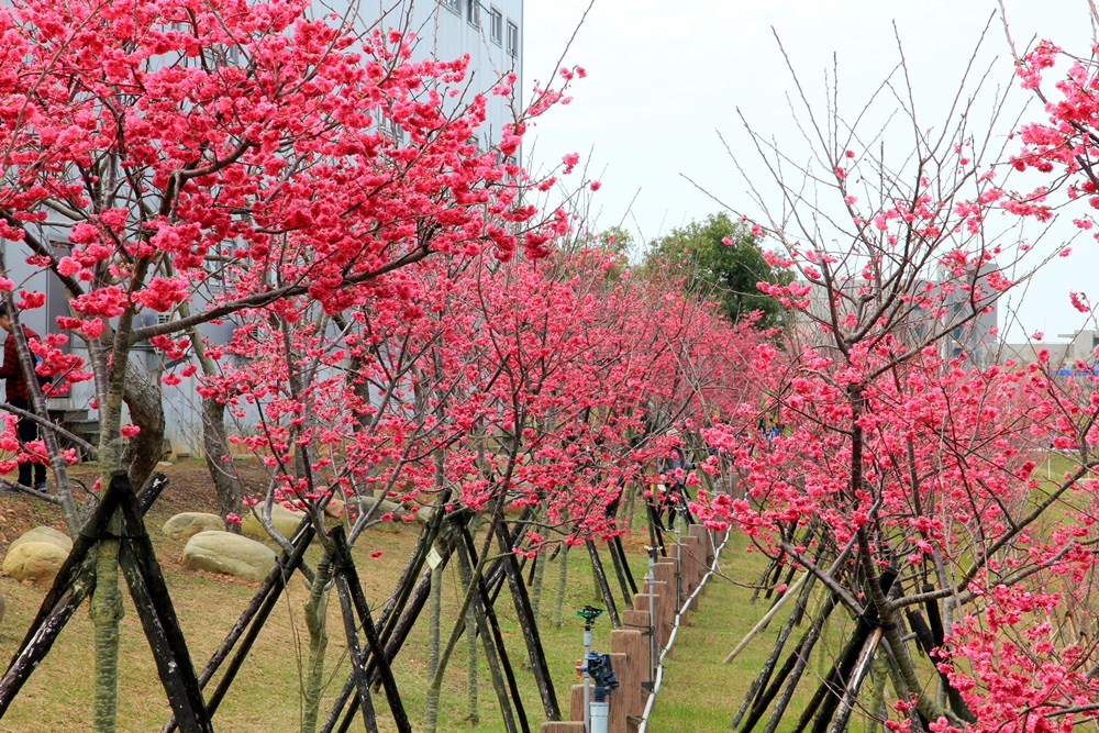 台中櫻花季 | 后里崴立機電粉紅櫻花風暴，千坪櫻花園免費參觀拍照！