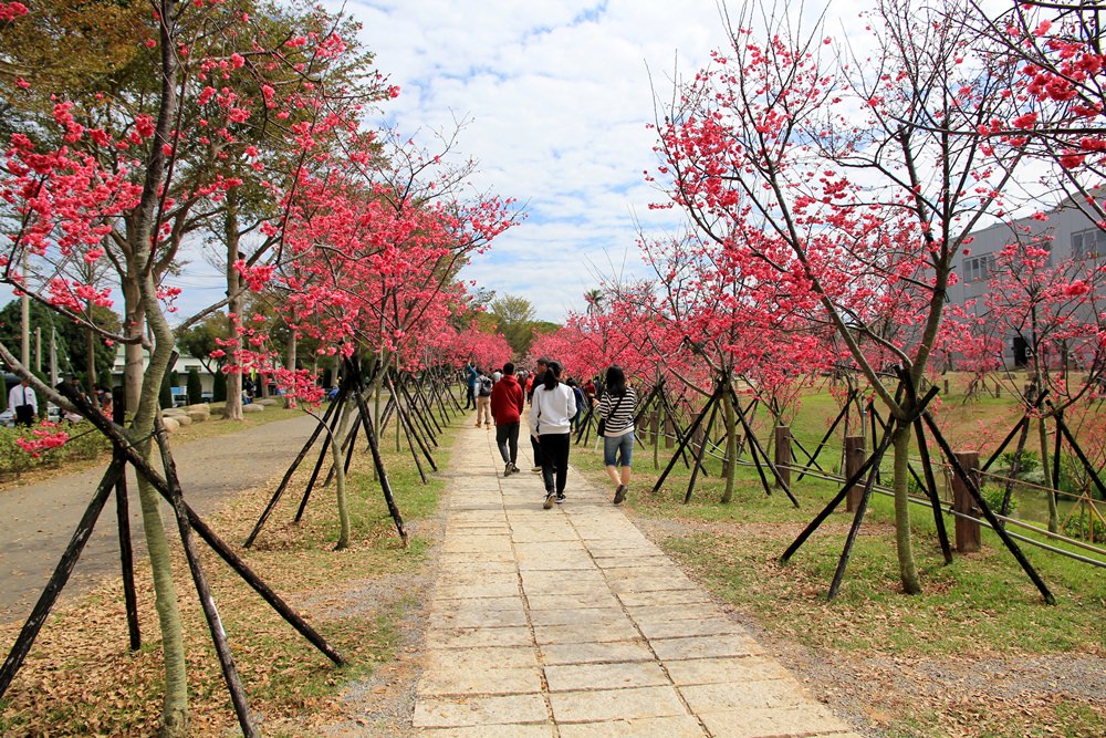台中櫻花季 | 后里崴立機電粉紅櫻花風暴，千坪櫻花園免費參觀拍照！