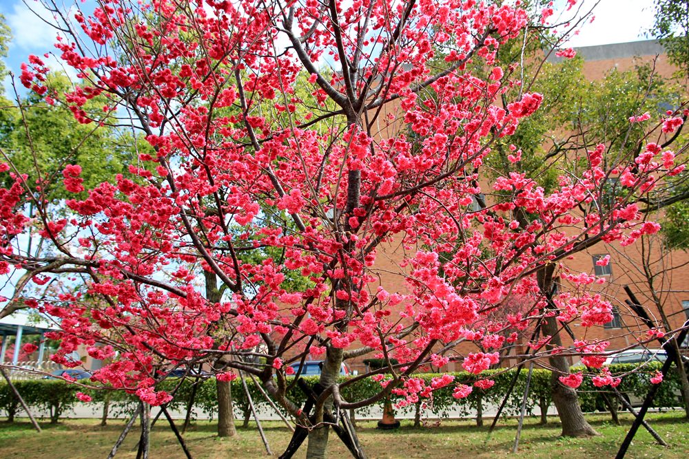 台中櫻花季 | 后里崴立機電粉紅櫻花風暴，千坪櫻花園免費參觀拍照！