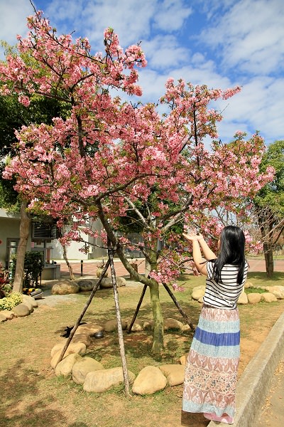 台中櫻花季 | 后里崴立機電粉紅櫻花風暴，千坪櫻花園免費參觀拍照！
