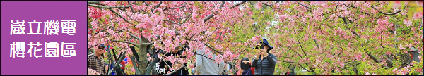 台中海芋季 | 外埔金黃色海芋田，大片浪漫海芋花海，讓你忘記城市煩憂～