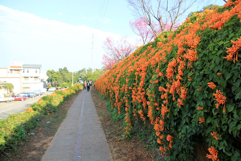 苗栗炮仗花季 | 銅鑼環保公園炮仗花橘色瀑布，夢幻櫻花隧道同步熱映！