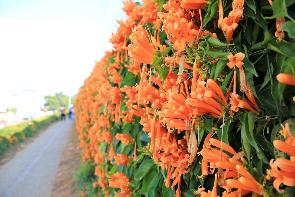 苗栗炮仗花季 | 銅鑼環保公園炮仗花橘色瀑布，夢幻櫻花隧道同步熱映！