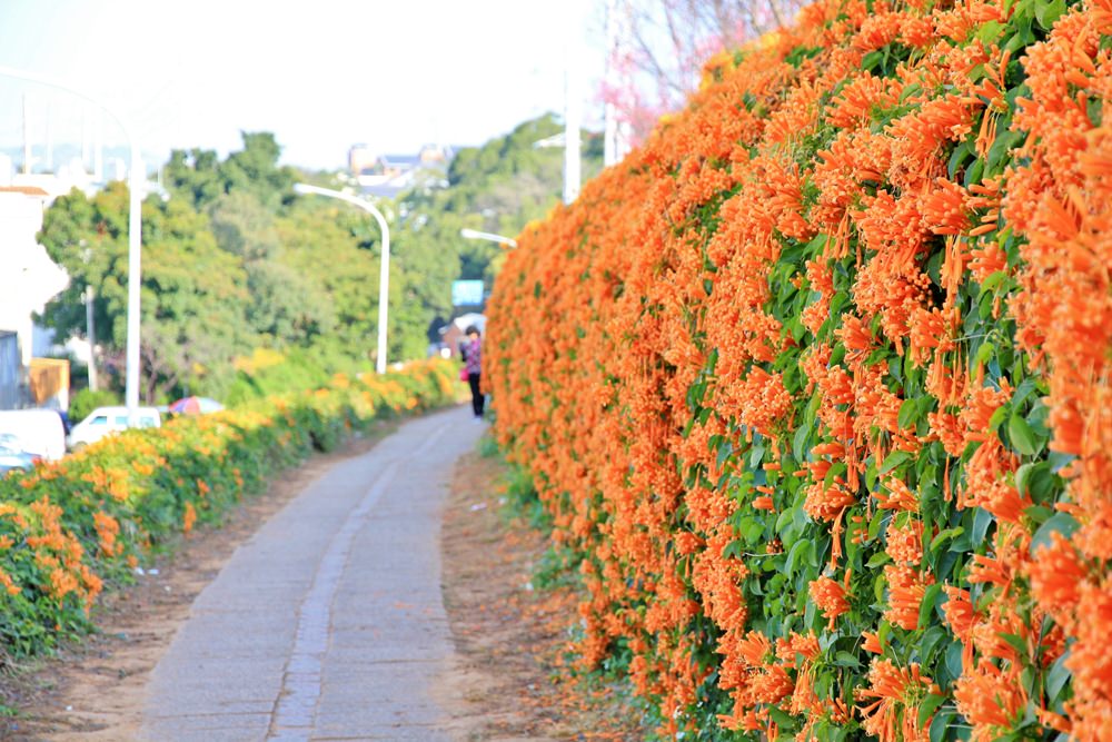 苗栗炮仗花季 | 銅鑼環保公園炮仗花橘色瀑布，夢幻櫻花隧道同步熱映！