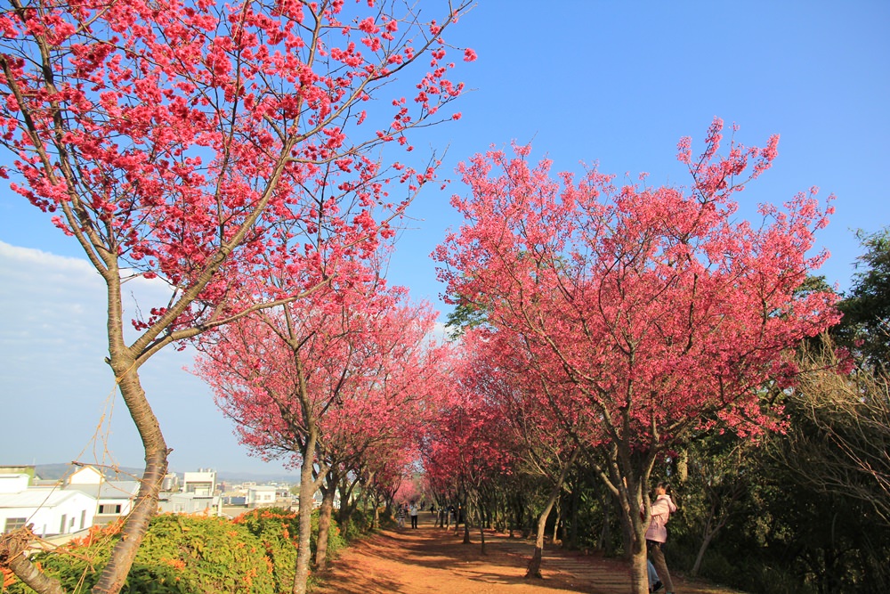 苗栗炮仗花季 | 銅鑼環保公園炮仗花橘色瀑布，夢幻櫻花隧道同步熱映！