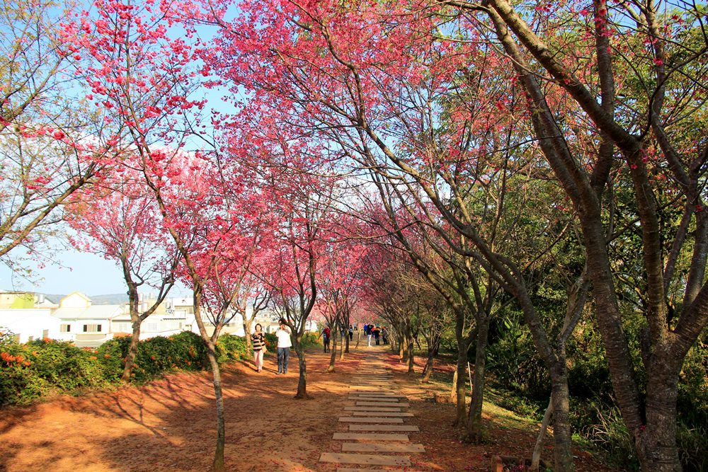 苗栗炮仗花季 | 銅鑼環保公園炮仗花橘色瀑布，夢幻櫻花隧道同步熱映！