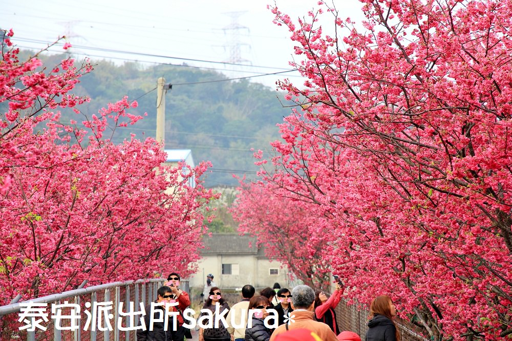 台中泰安櫻花季一日遊 | 銅鑼炮仗花、泰安櫻花季、崴立機電櫻花一日遊跑透透！