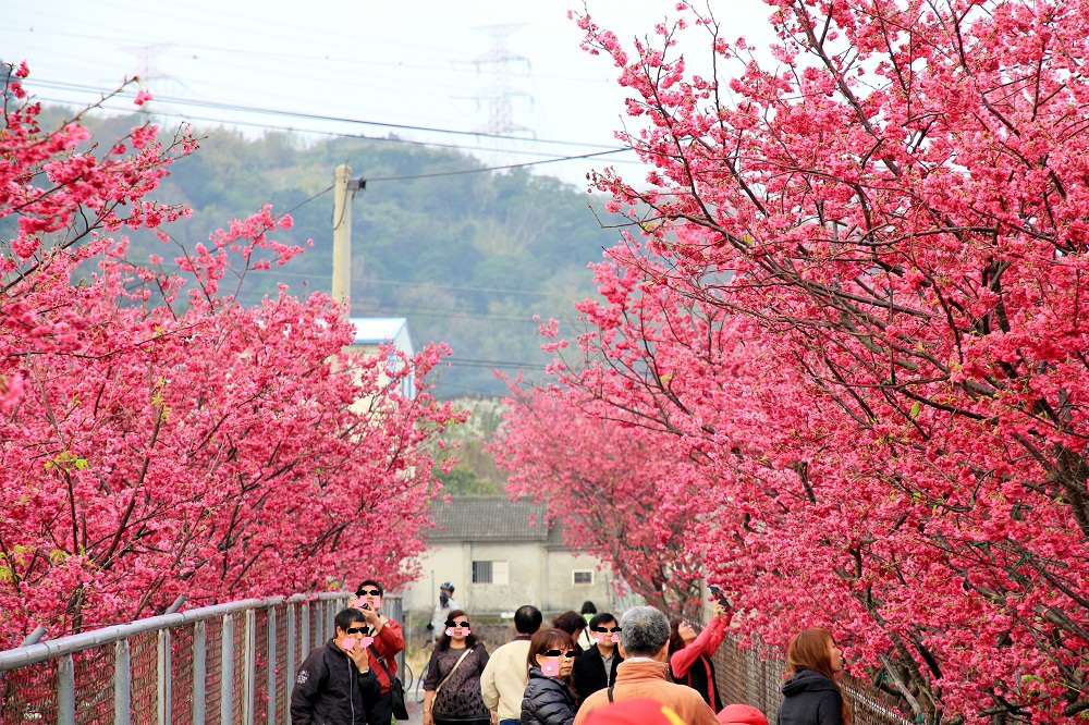台中泰安櫻花季一日遊 | 銅鑼炮仗花、泰安櫻花季、崴立機電櫻花一日遊跑透透！